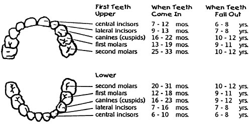 baby teeth